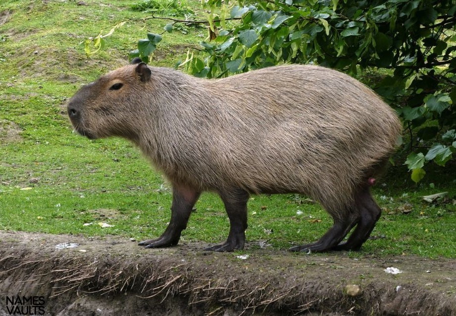 Capybara Stand