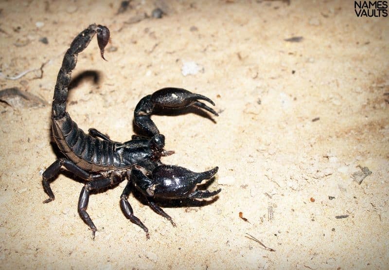 Charming Scorpion Names