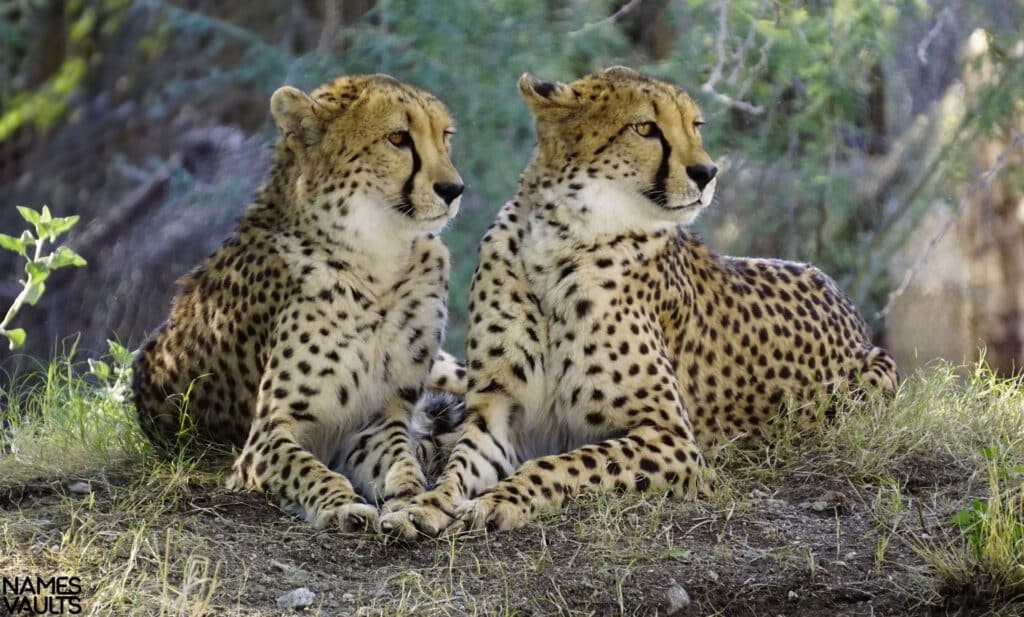 Cheetah Family