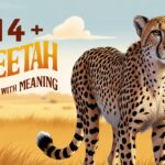 Cheetah Feature Image