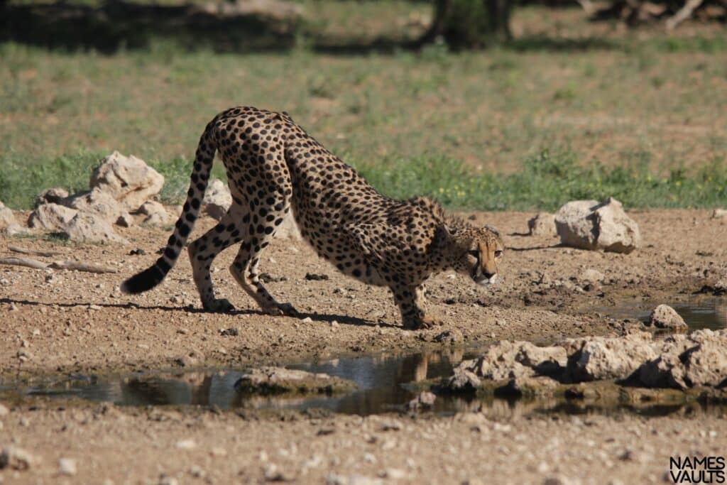 Cheetah Hunting