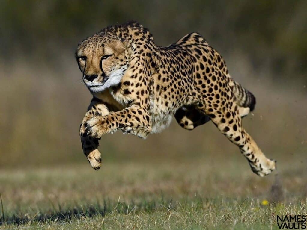 Cheetah Jump