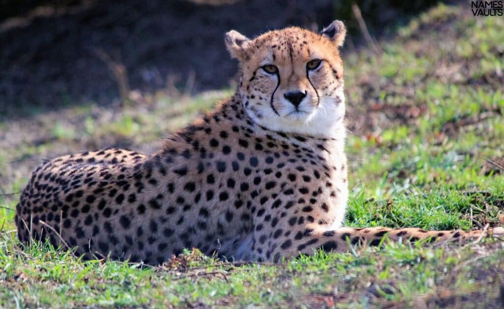 Cheetah Resting