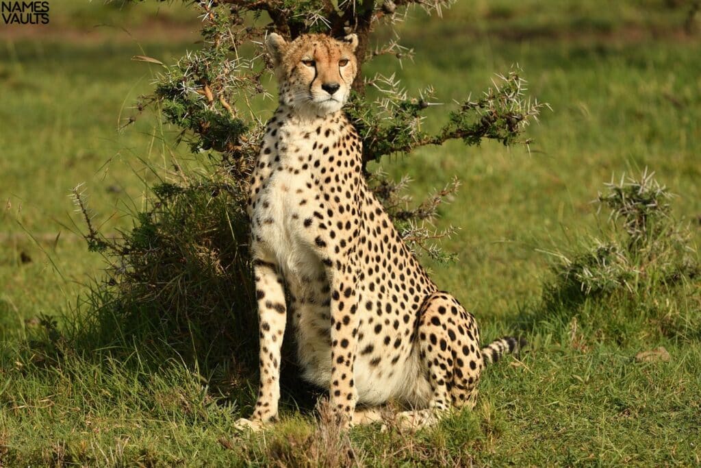 Cheetah Sit