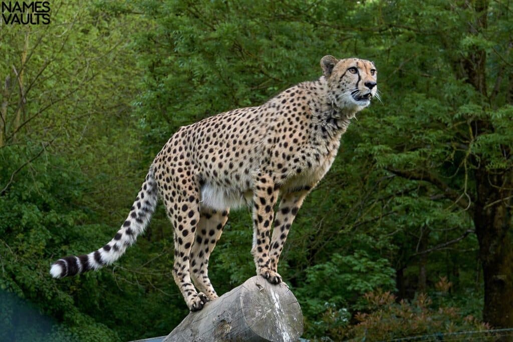 Cheetah Stand