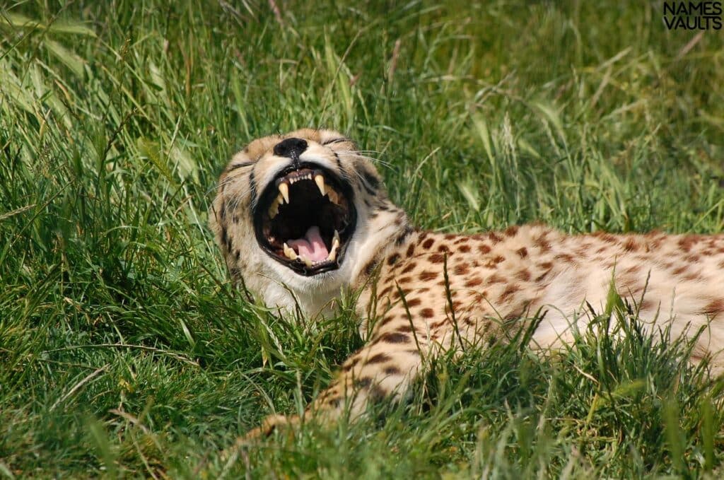 Cheetah Teeth