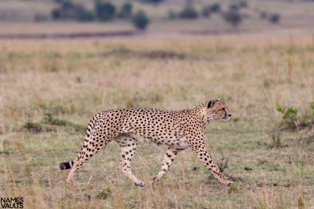 Cheetah Walk