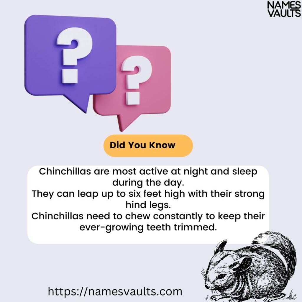 Chinchillas Did you Know