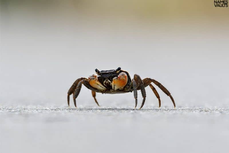 Crab Alone