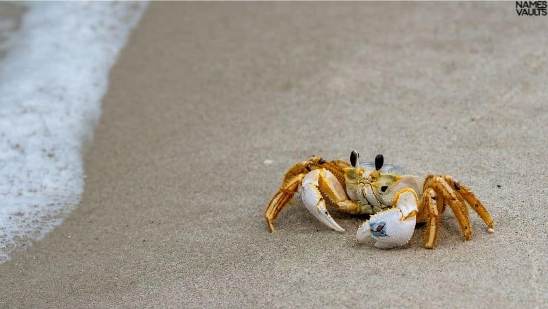 Crab Sea