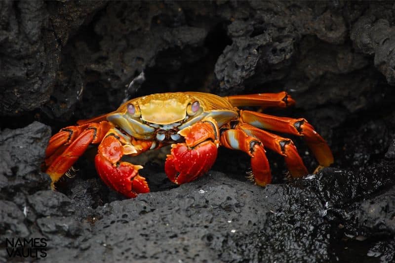 Crab Red