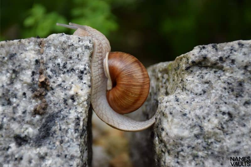 Creative Snail Names