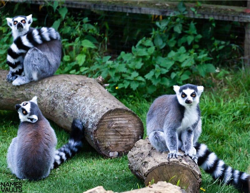 Cute Lemur Names