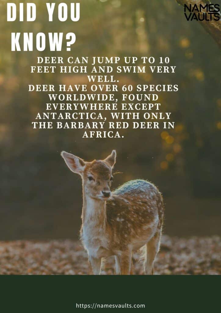 Deer- Did You Know