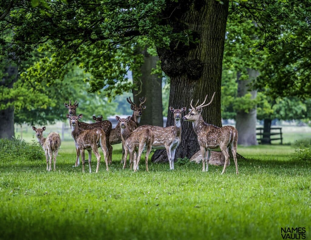 Deer Family