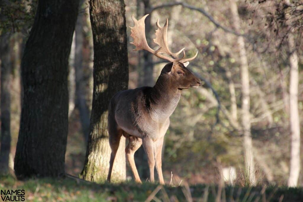 Deer Forest