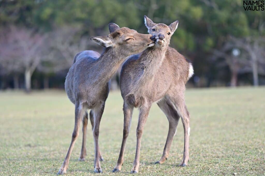 Deer Love