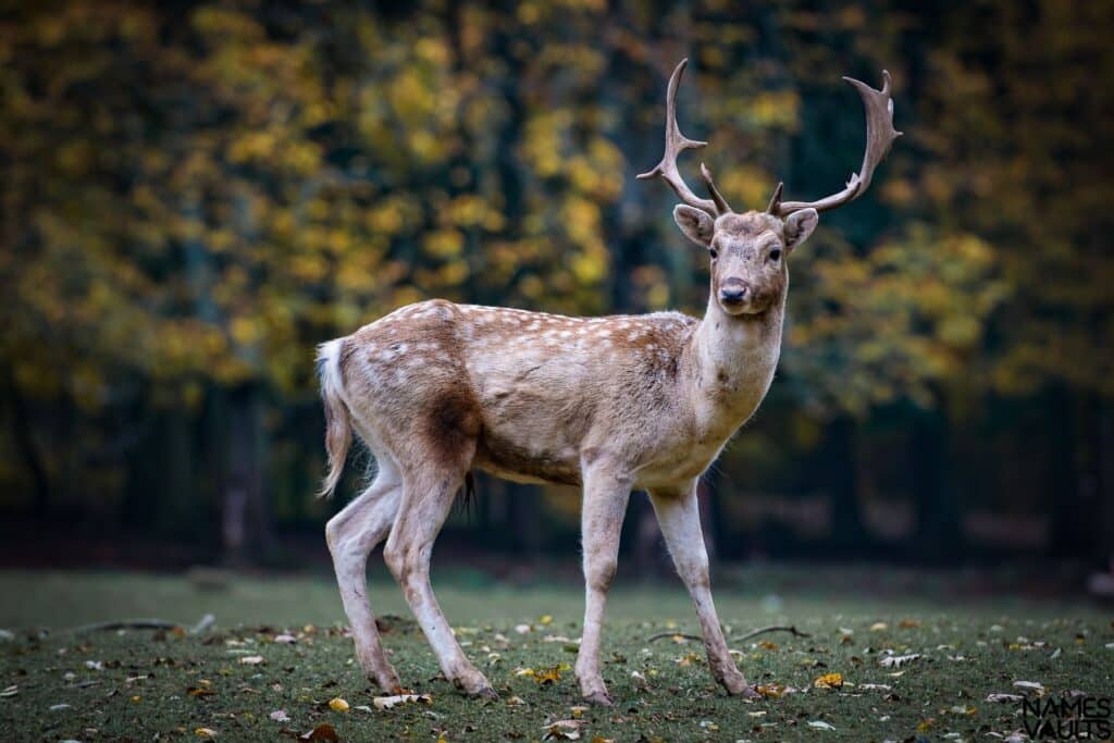 Deer See