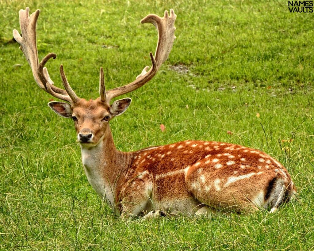 Deer Sit