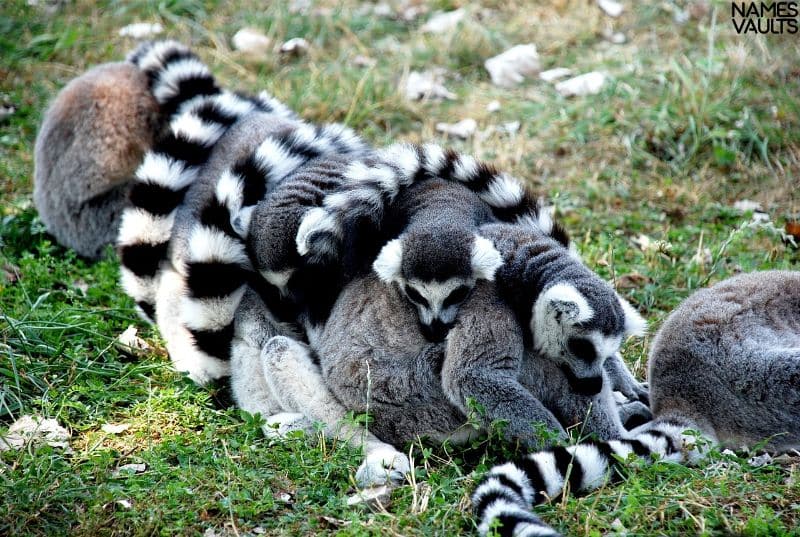 Delightful Lemurs Names