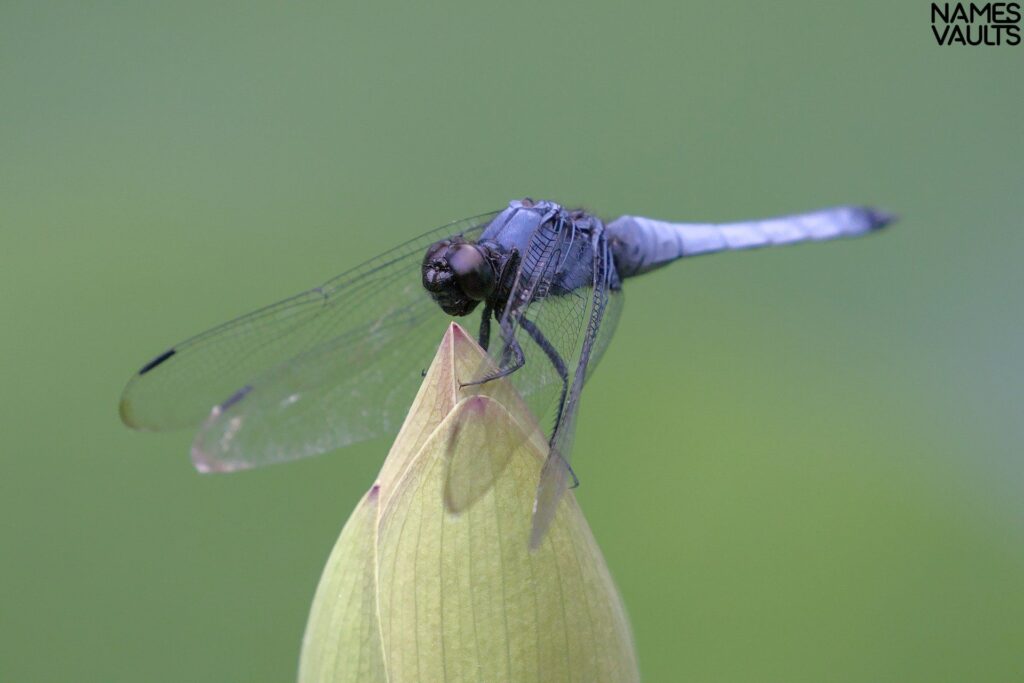 Dragonfly Blue