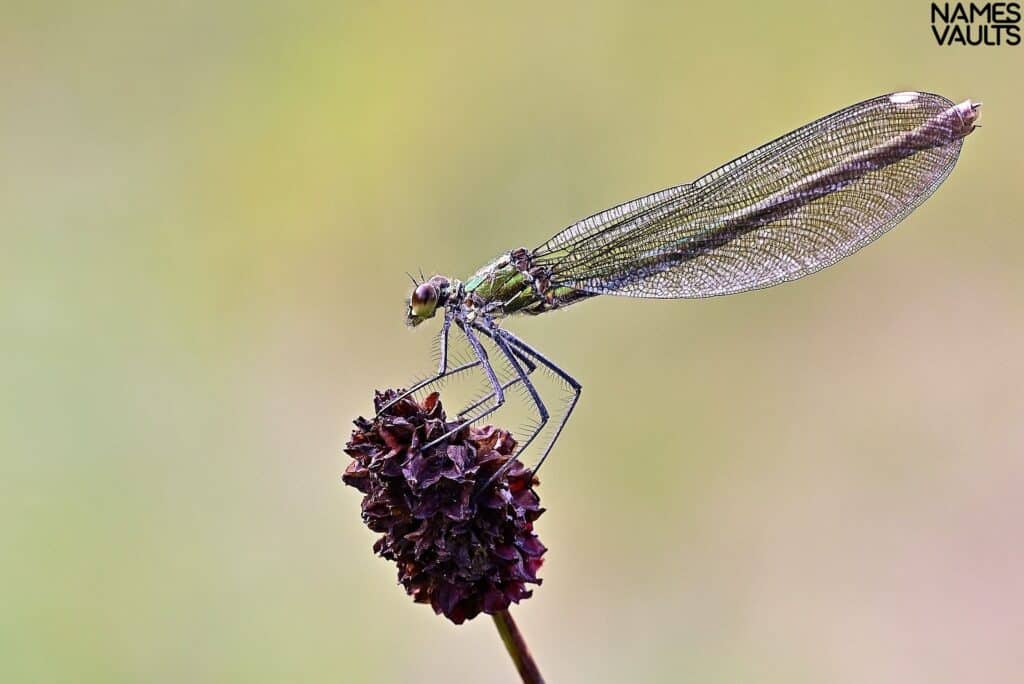 Dragonfly Flower