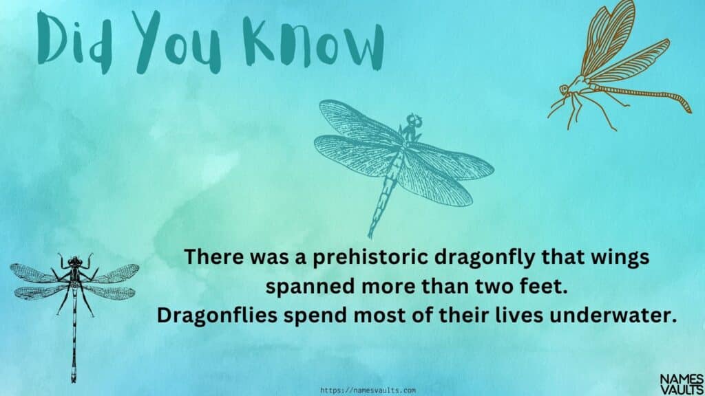 Dragonfly - Info