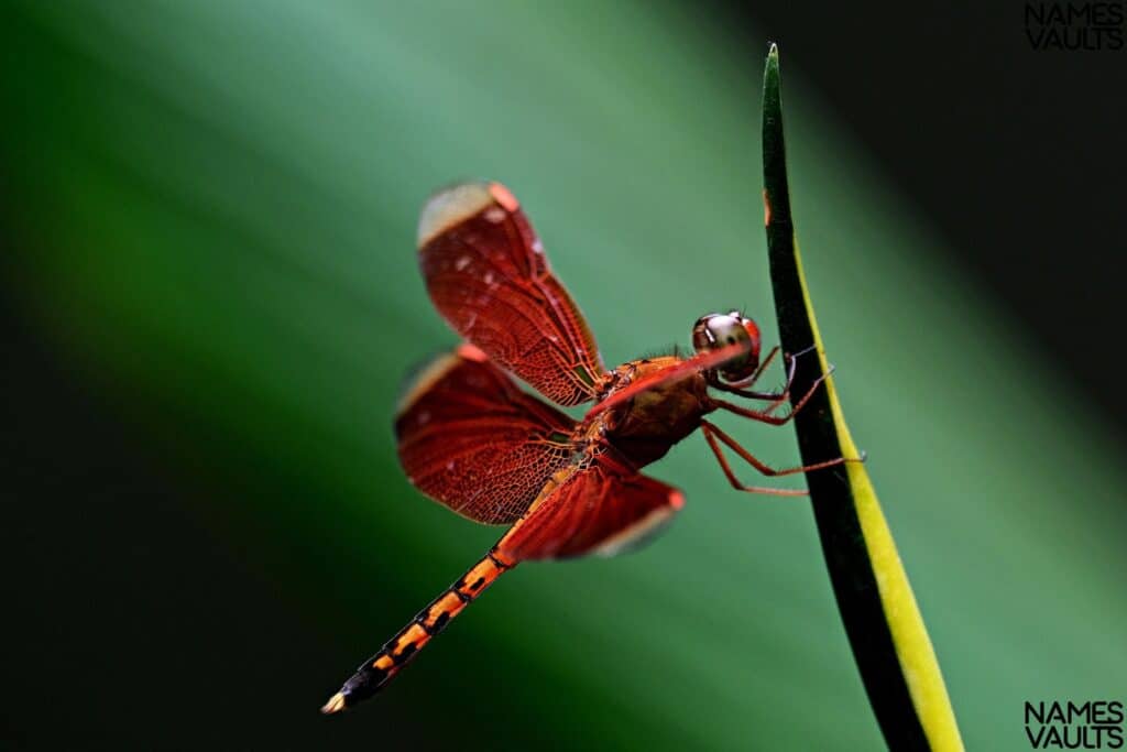 Dragonfly Red