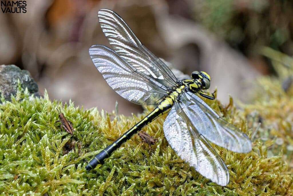 Dragonfly Sit