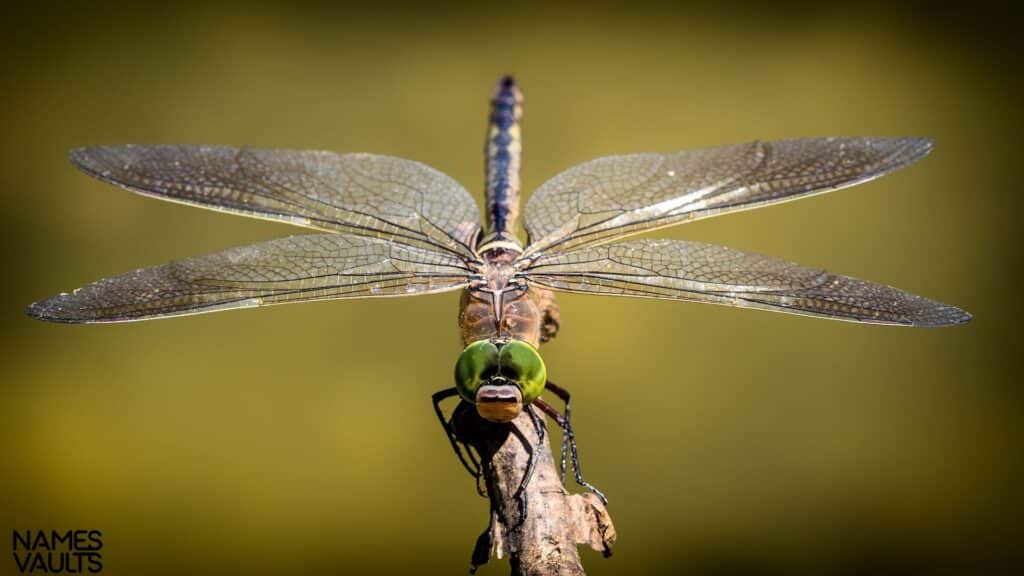 Dragonfly Tree