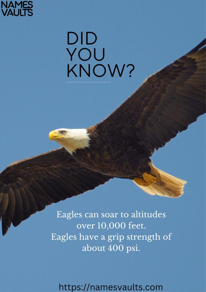 Eagle- Did You Know