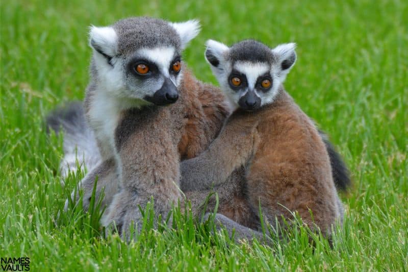 Elegant Lemur Names