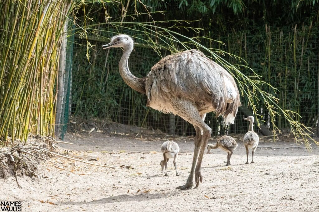 Emu Alone