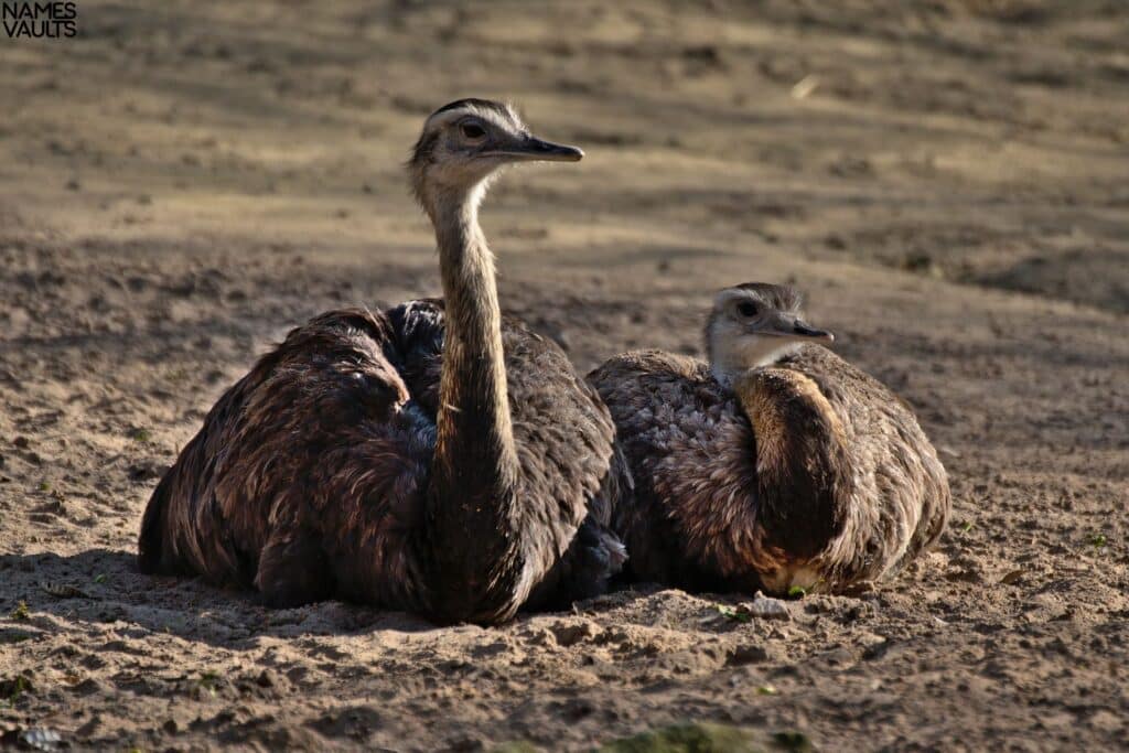 Emu Baby