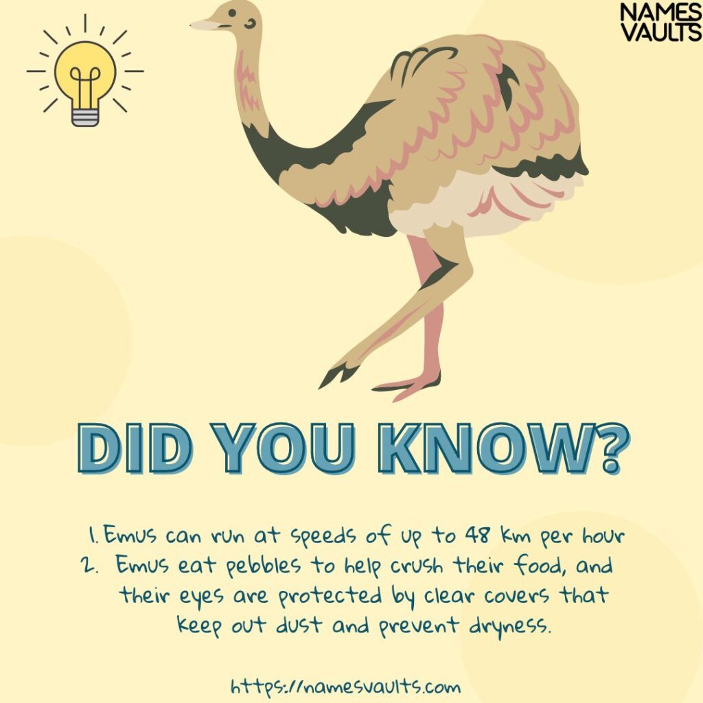 Emu- Did You Know