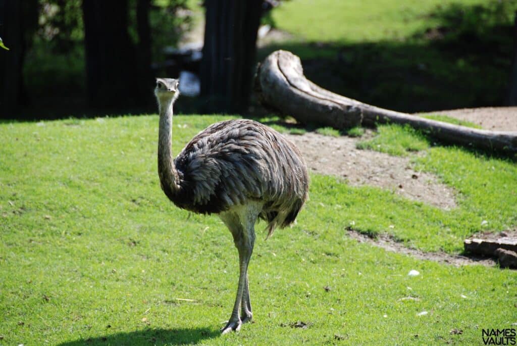 Emu Nature