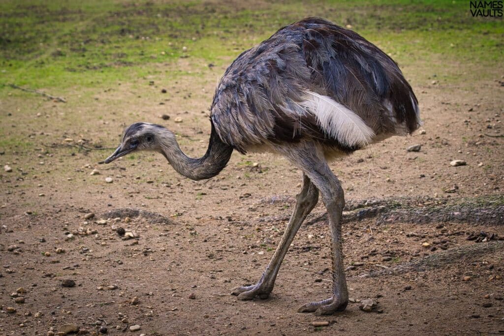 Emu See