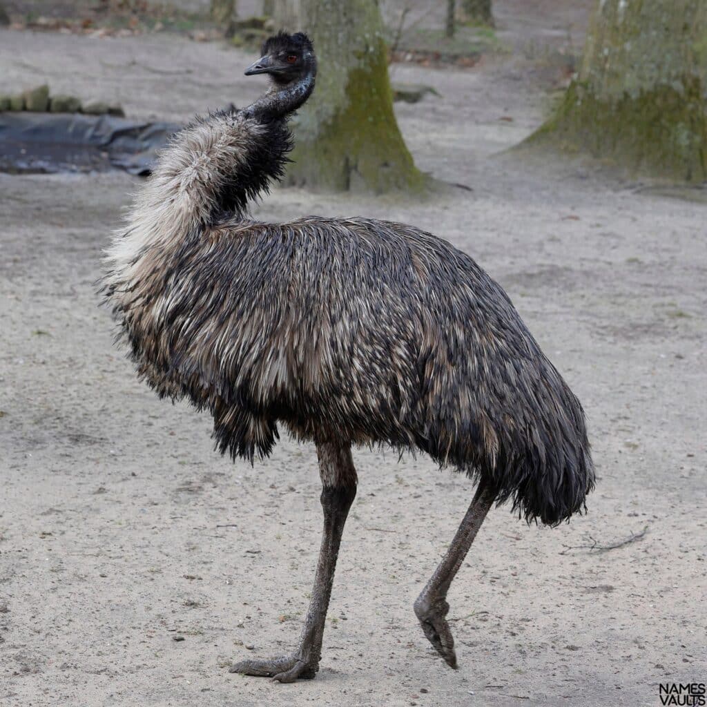 Emu Stand