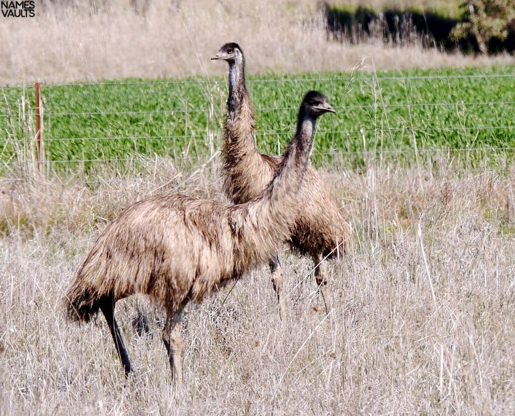 Emu Twins