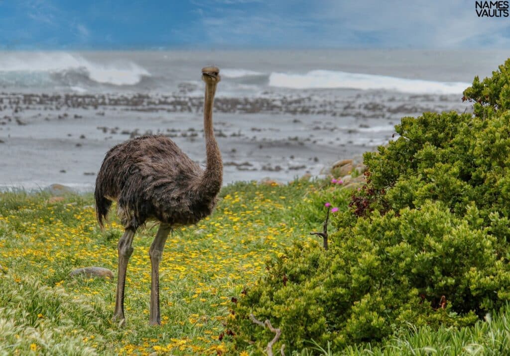 Emu Water