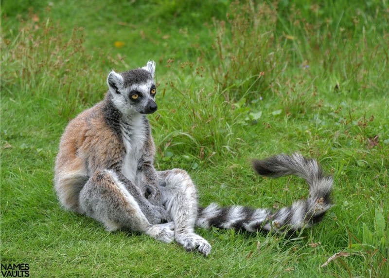 Enchanting Lemur Names