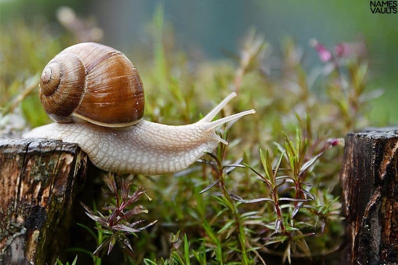 Energetic Snail Names