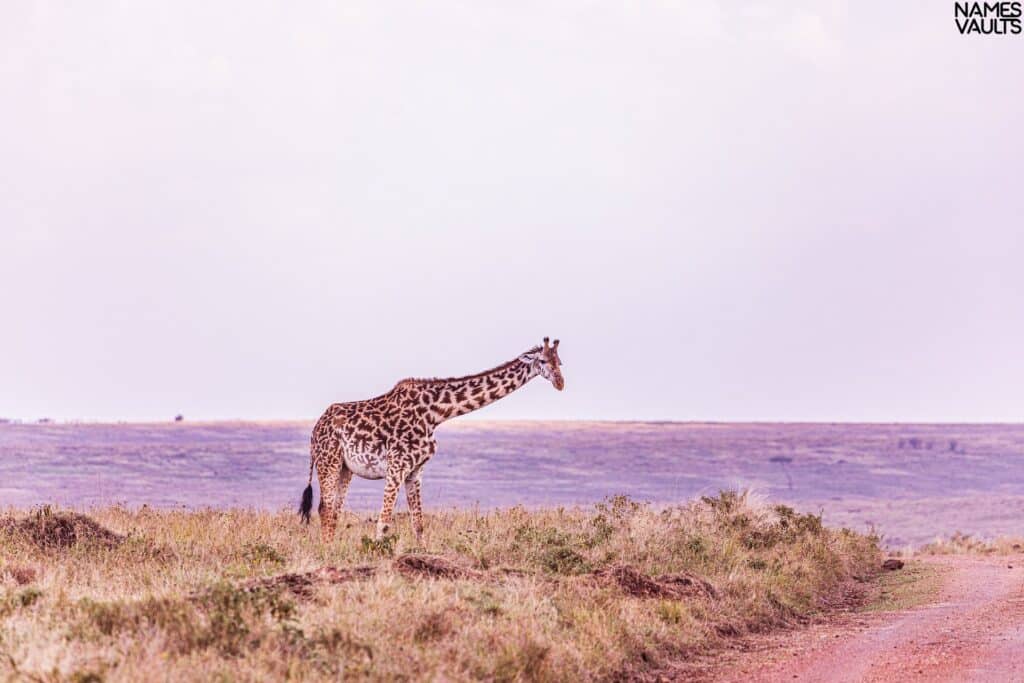 Giraffe Alone