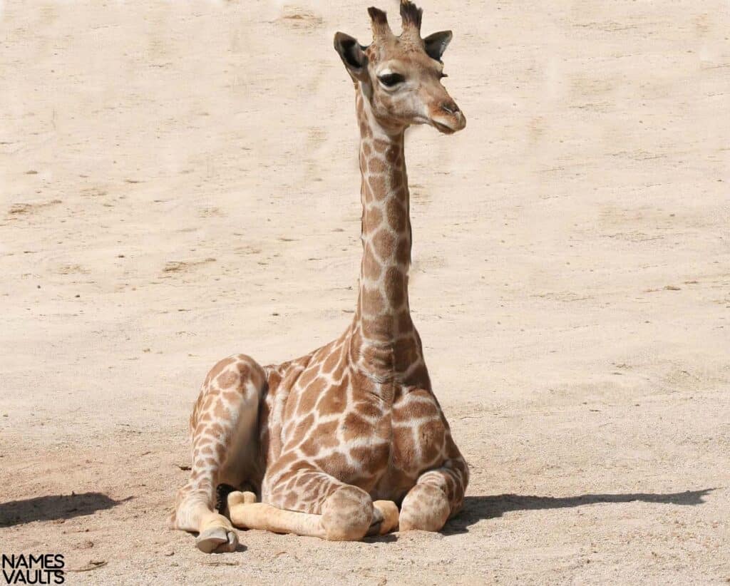 Giraffe Baby