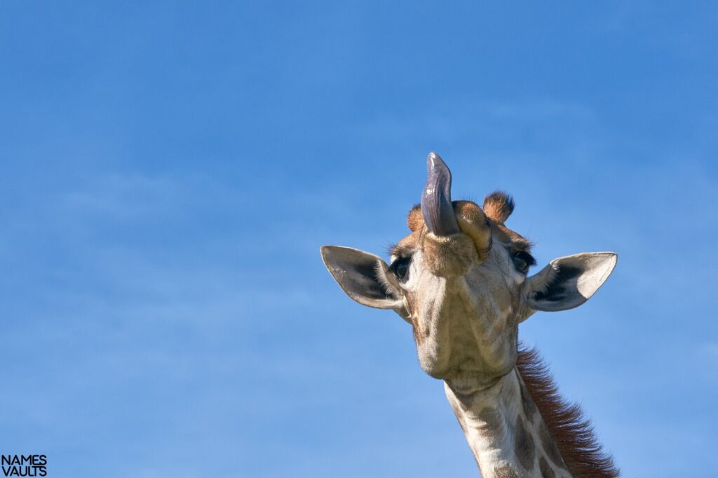 Giraffe Tounge