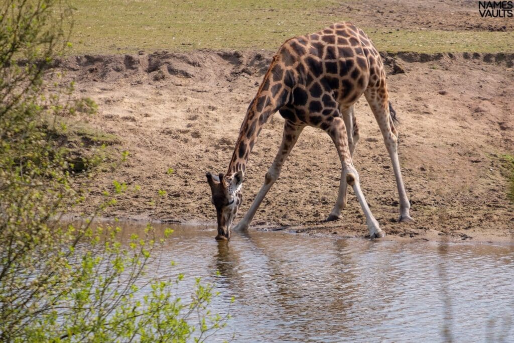 Giraffe Water