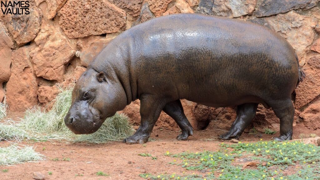 Hippo Alone