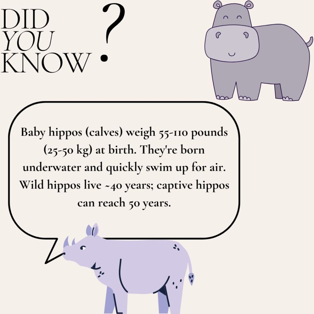 Hippo- Did you Know