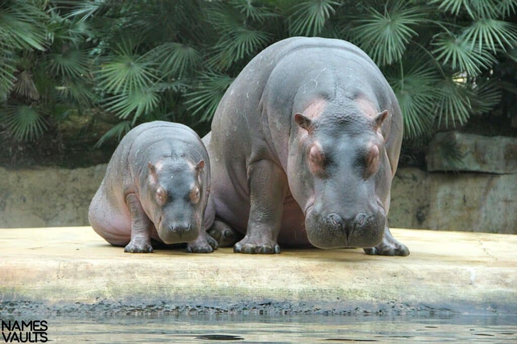 Hippo Family