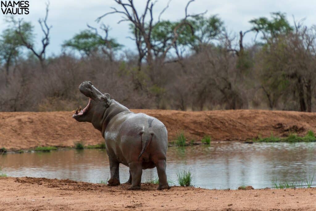 Hippo Mouth